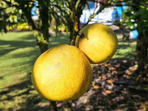 15-1487 16th Avenue Keaau HI 96749