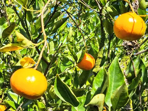 15-1487 16th Avenue Keaau HI 96749