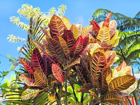 15-1487 16th Avenue Keaau HI 96749