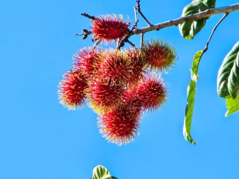 15-1487 16th Avenue Keaau HI 96749