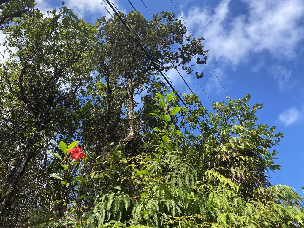 Hibiscus Street Mountain View HI 96771