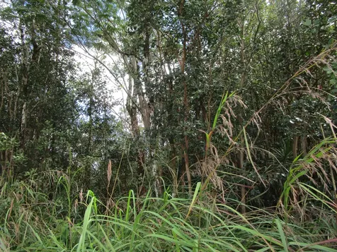 Aulii Street Kurtistown HI 96760