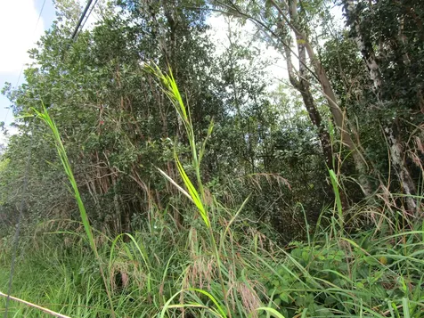 Aulii Street Kurtistown HI 96760