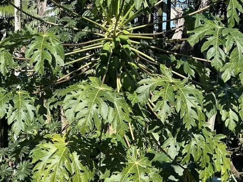 430 Kaiwiki Road Hilo HI 96720