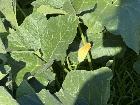 430 Kaiwiki Road Hilo HI 96720