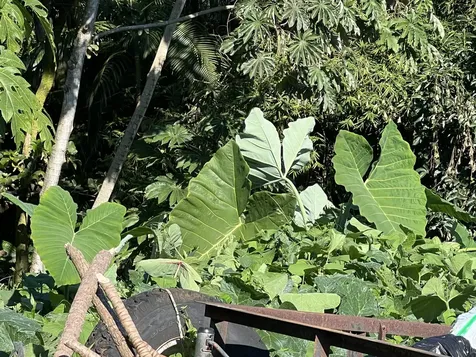 430 Kaiwiki Road Hilo HI 96720