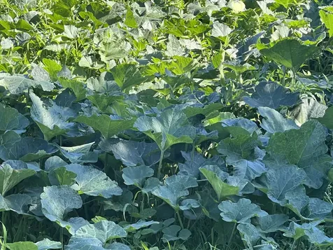 430 Kaiwiki Road Hilo HI 96720