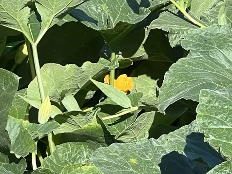 430 Kaiwiki Road Hilo HI 96720