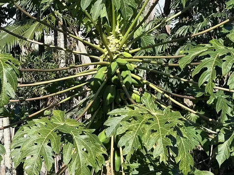 430 Kaiwiki Road Hilo HI 96720