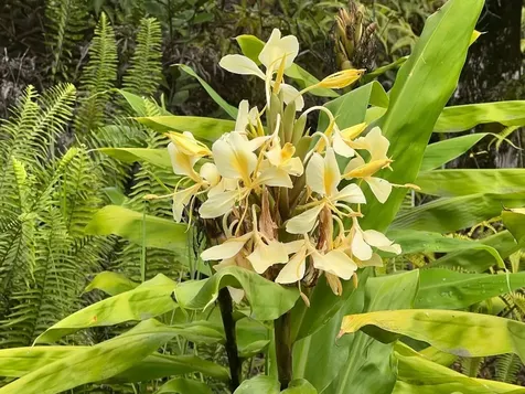 Road 1 (uhini Ana) Mountain View HI 96760