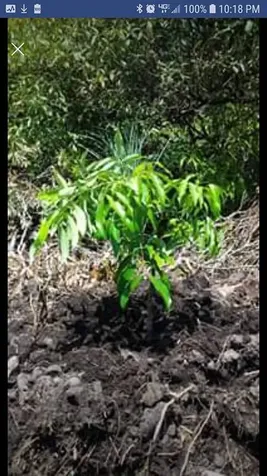 Road 1 (uhini Ana) Mountain View HI 96760