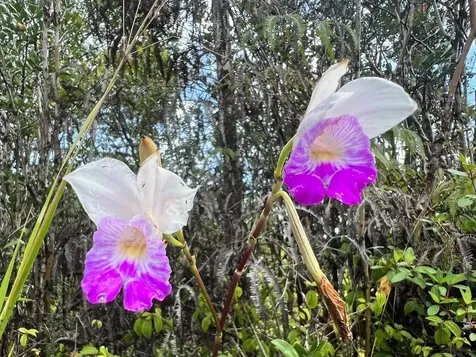 Road 1 (uhini Ana) Mountain View HI 96760