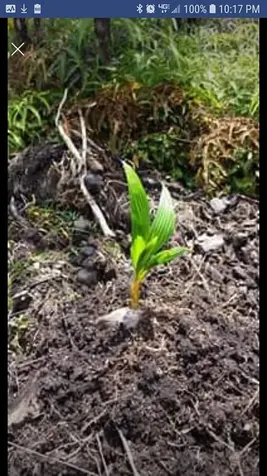 Road 1 (uhini Ana) Mountain View HI 96760