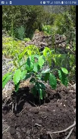 Road 1 (uhini Ana) Mountain View HI 96760