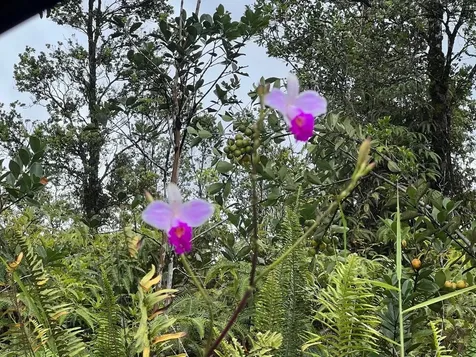 Road 1 (uhini Ana) Mountain View HI 96760