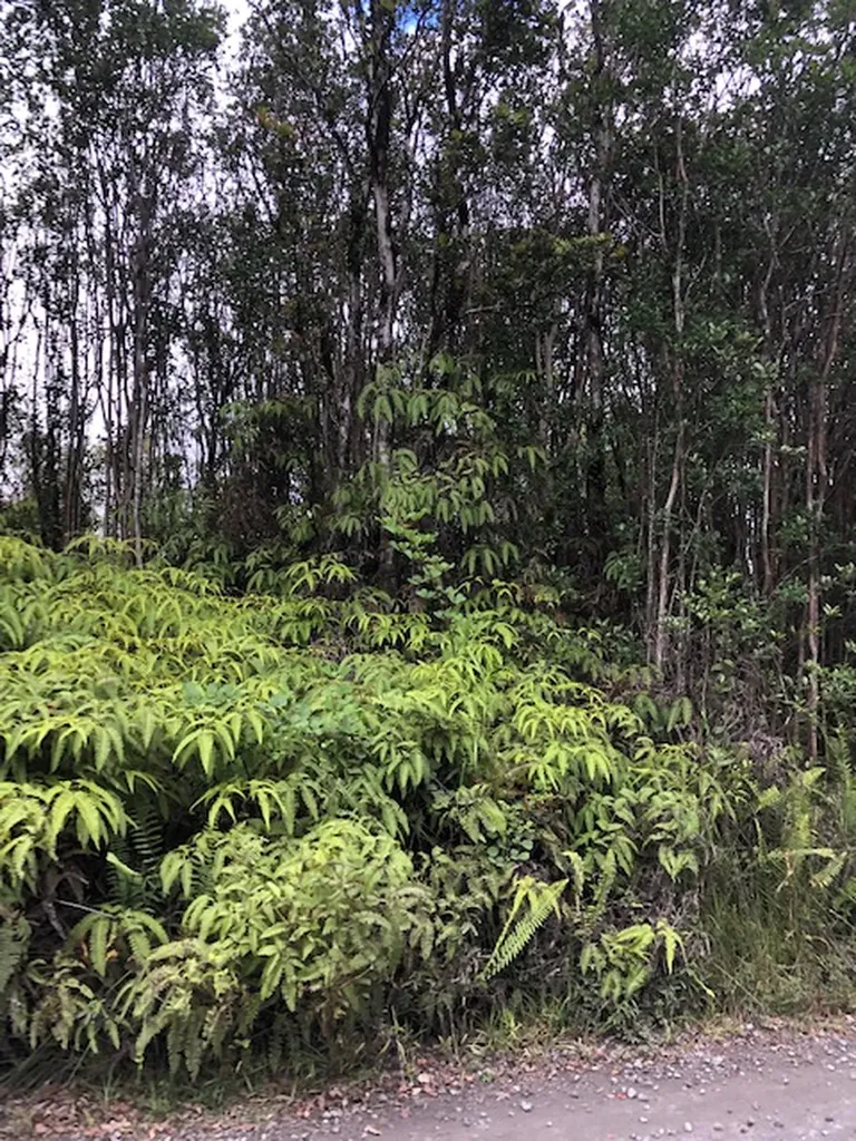 Kokokahi Road Volcano HI 96785