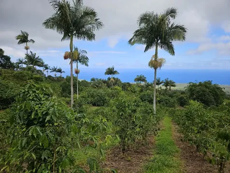 Captain Cook HI 96704