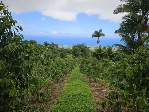 Captain Cook HI 96704