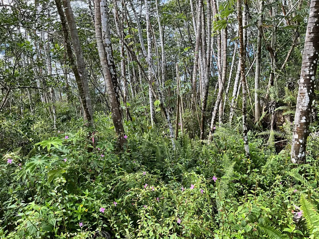 Mauna Kea Road Pahoa HI 96778
