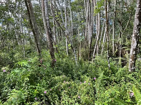 Mauna Kea Road Pahoa HI 96778