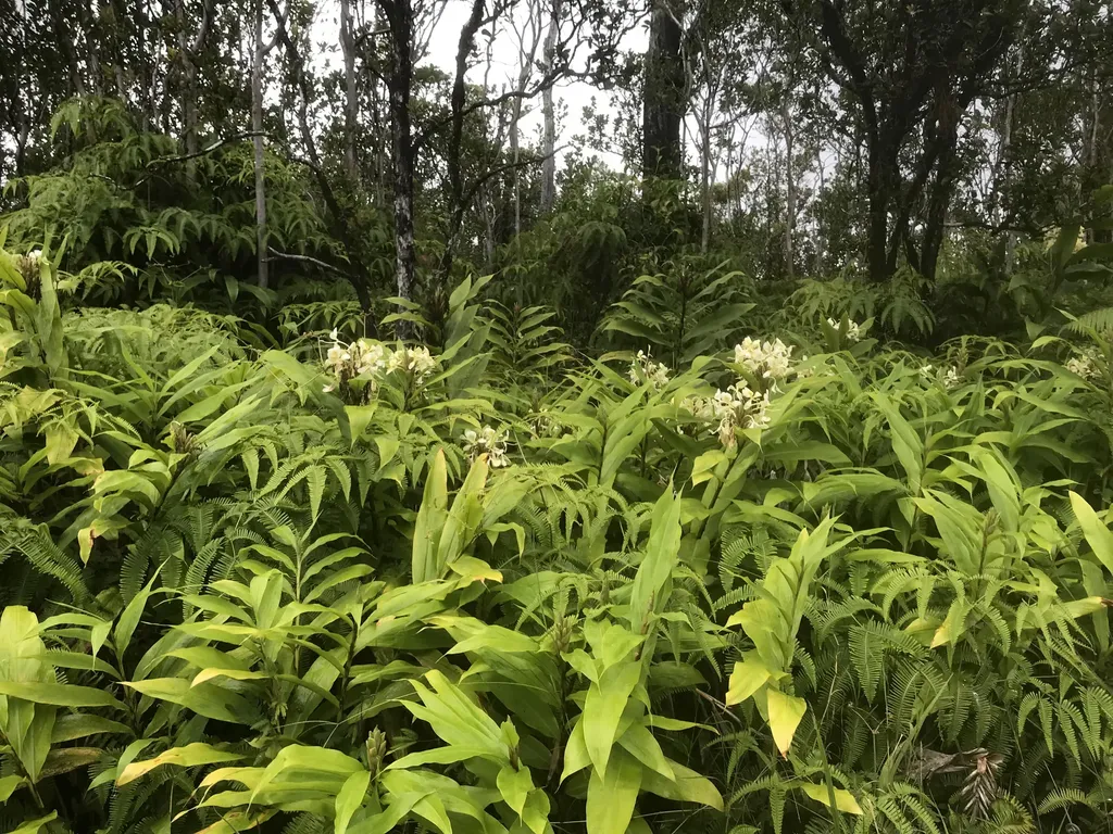 Kaleponi Drive Volcano HI 96785