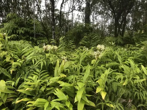 Kaleponi Drive Volcano HI 96785