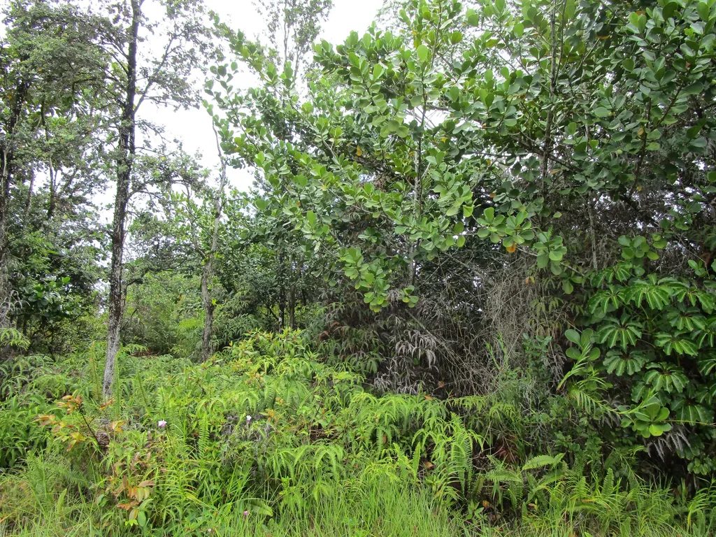 Loke Road Keaau HI 96749