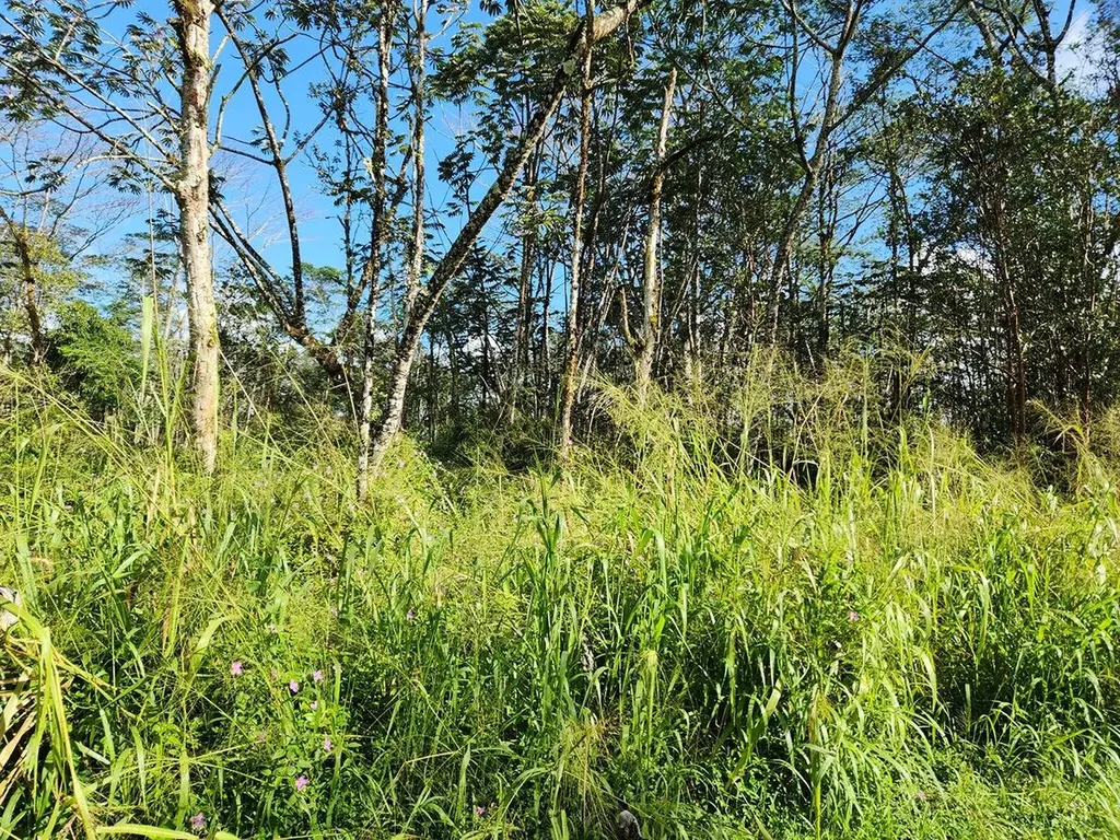 Paradise Road Pahoa HI 96778