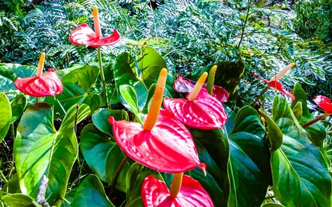 99-7715 Kalehua Place Volcano HI 96778