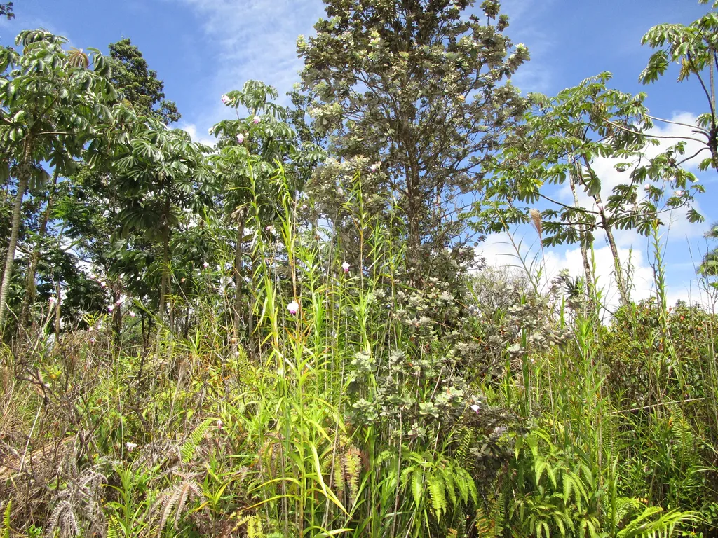 Pukalani Drive Pahoa HI 96778