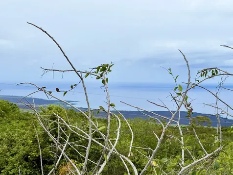 Captain Cook HI 96704