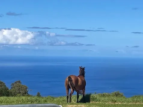 Maluhi Street Kamuela HI 96743