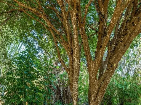 84-5085 Painted Church Road Honaunau HI 96704