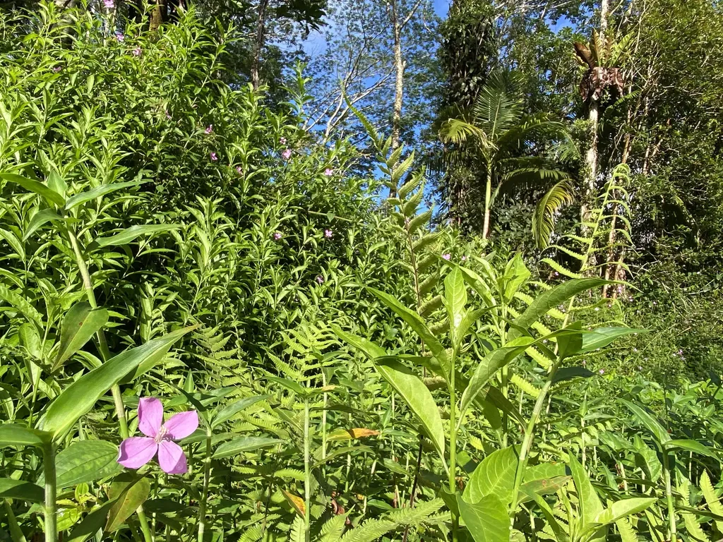 Kauai Road Pahoa HI 96778