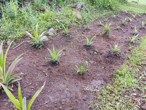 18-7856 Ekika Road Mountain View HI 96771