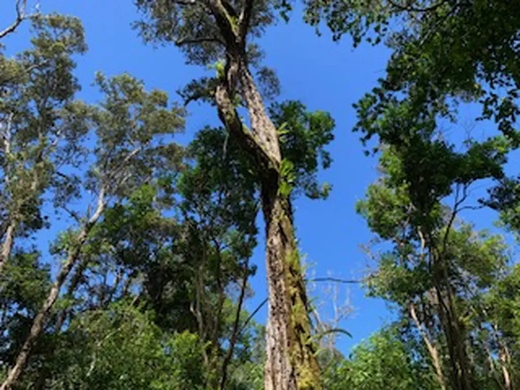 87-5001 Pahoehoe Road Captain Cook HI 96704