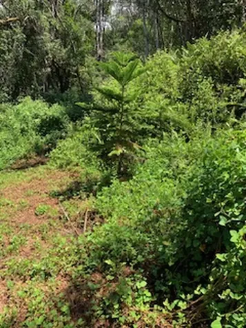 87-5001 Pahoehoe Road Captain Cook HI 96704