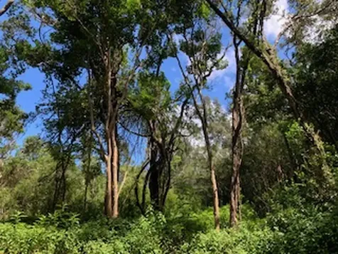 87-5001 Pahoehoe Road Captain Cook HI 96704