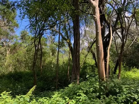 87-5001 Pahoehoe Road Captain Cook HI 96704