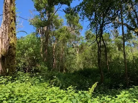 87-5001 Pahoehoe Road Captain Cook HI 96704