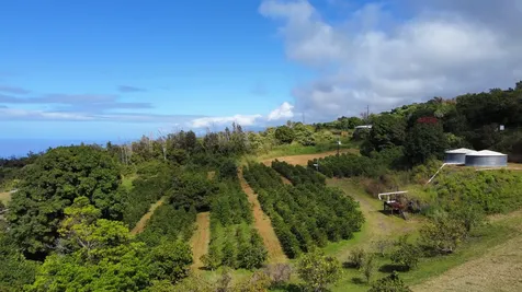 Captain Cook HI 96704