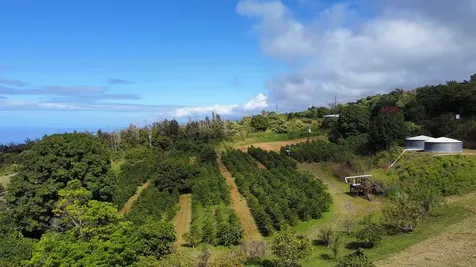 Captain Cook HI 96704