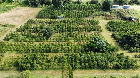 Captain Cook HI 96704