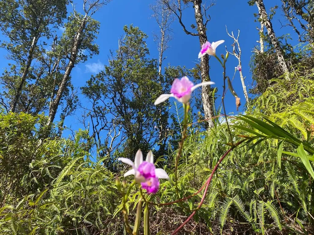Hawaii Road Pahoa HI 96778