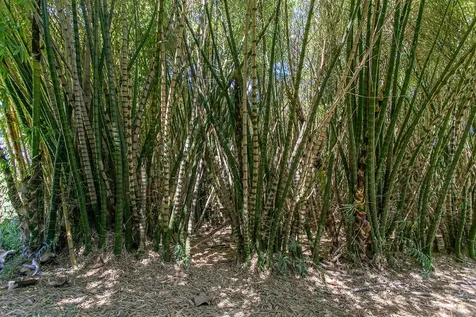 28-1829 Old Mamalahoa Highway Honomu HI 96728