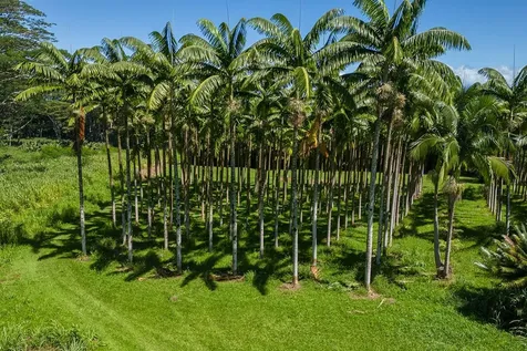 28-1829 Old Mamalahoa Highway Honomu HI 96728