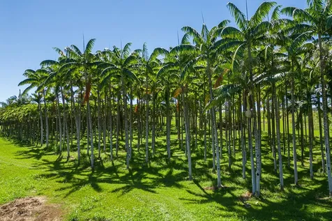 28-1829 Old Mamalahoa Highway Honomu HI 96728