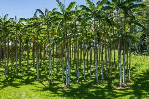 28-1829 Old Mamalahoa Highway Honomu HI 96728