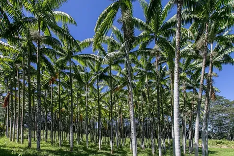 28-1829 Old Mamalahoa Highway Honomu HI 96728