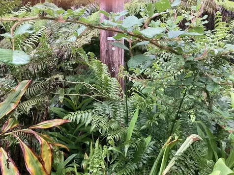 Road 4 Volcano HI 96785